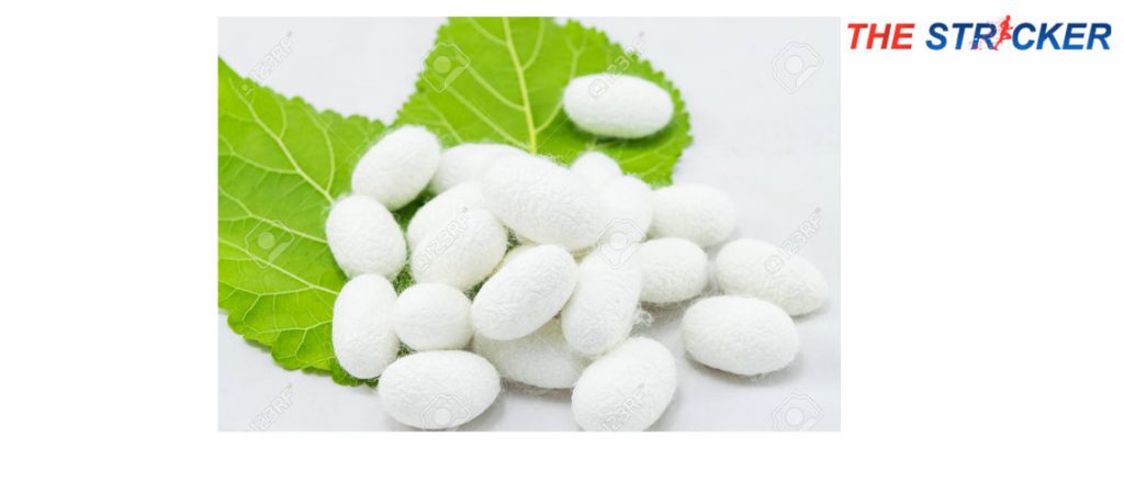 Types of Silk Worm