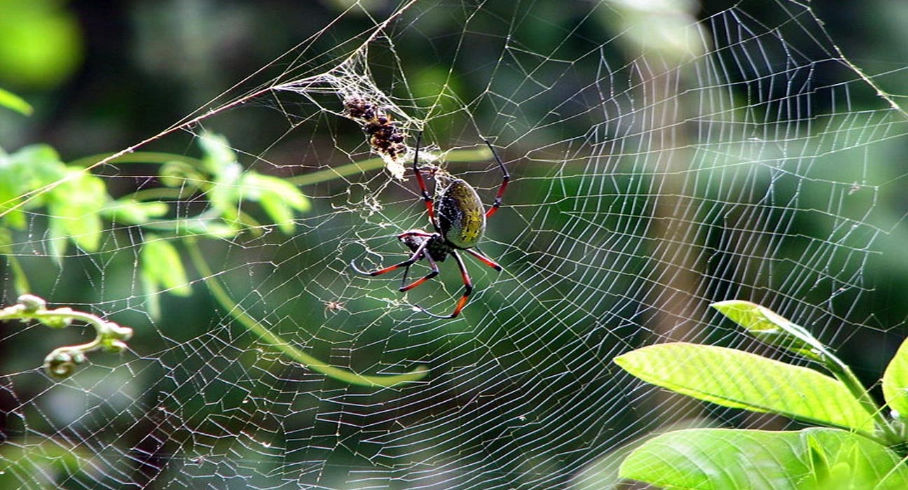 Nephila Spider Spins Golden Silk