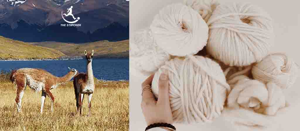 Guanaco fiber The Stricker