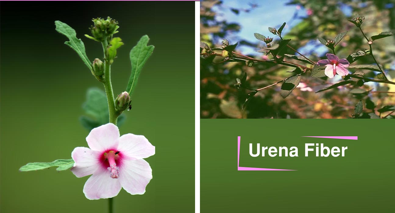 Urena Fiber | Properties and Uses |