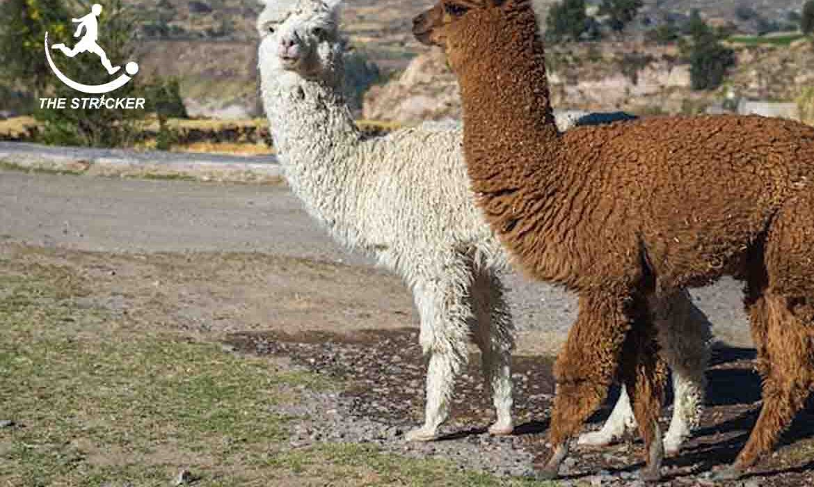 Huacaya Fiber alpaca fiber