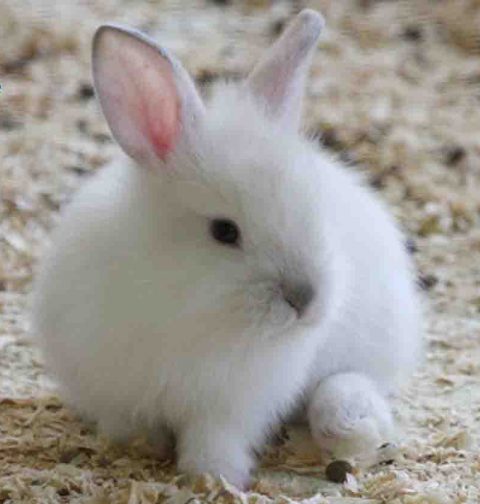 Angora Fiber-TheStricker | Properties and Uses |