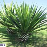 Agave Fiber- Leartex