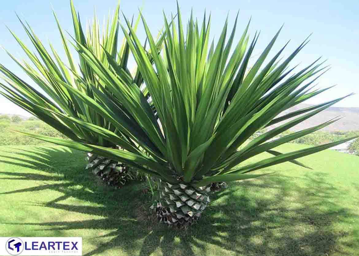 Agave Fiber- Leartex