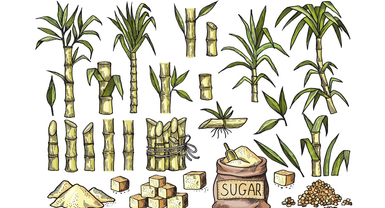 Sugarcane Fiber 
