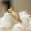 Silk Fiber Types - According to Industrial Uses and Silkworm / 5 Types of Silk Worm / Silk was discovered in a cup of tea-Do you know?