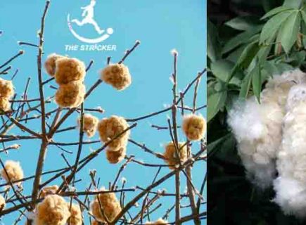 Kapok Fiber Properties | Uses | Harvesting Process The Stricker